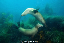 Best Friends At Play. A pair of California sea lions chas... by Douglas Klug 